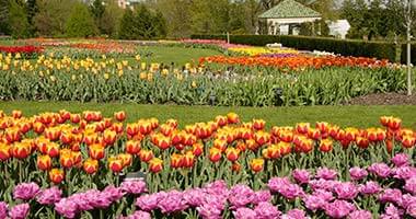 Tulips at the gardens