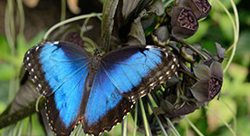 Close-up shot of a Blue Morpho butterfly