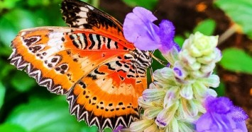 A butterfly at Hershey Gardens